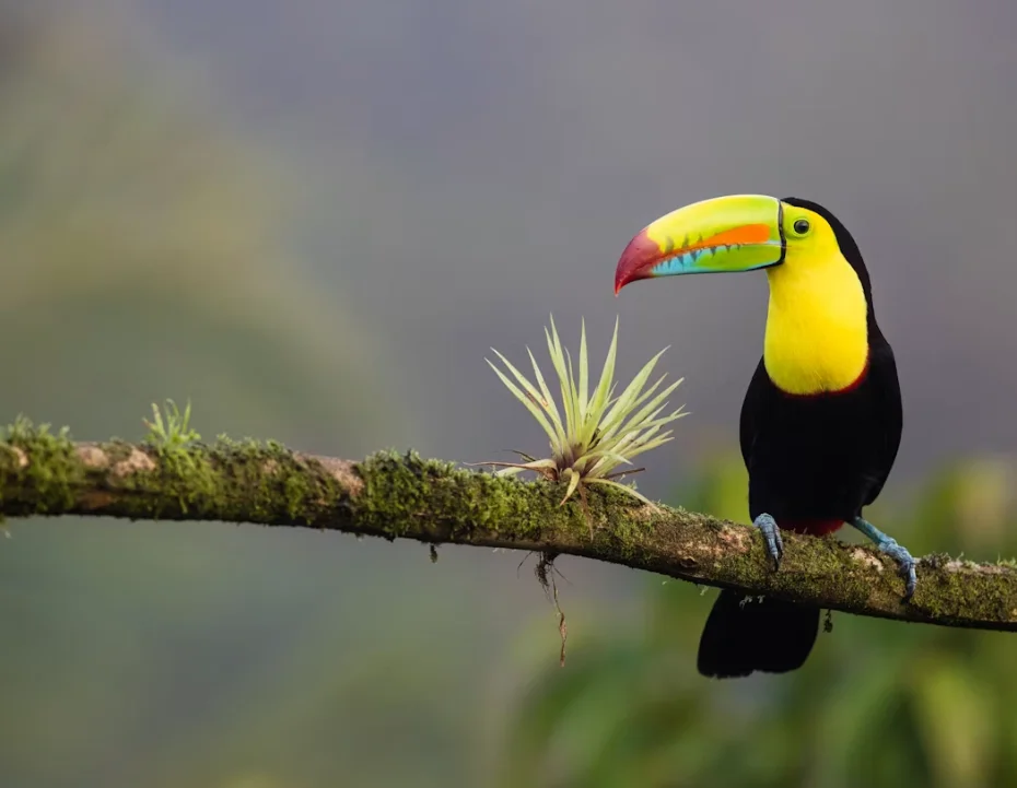 Le volcan Arenal, cône verdoyant coiffé de nuages, au-dessus de la forêt tropicale du Costa Rica