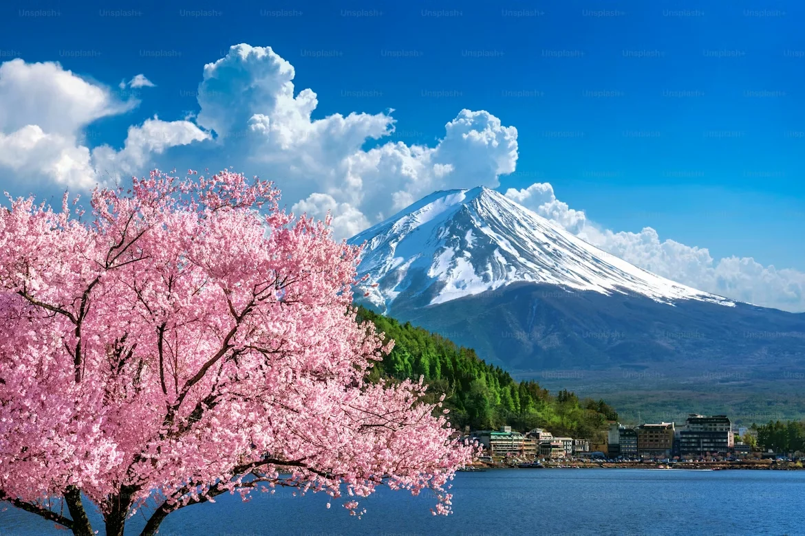 Cerisiers en pleine floraison rose pâle au-dessus de visiteurs pique-niquant dans un parc japonais au printemps