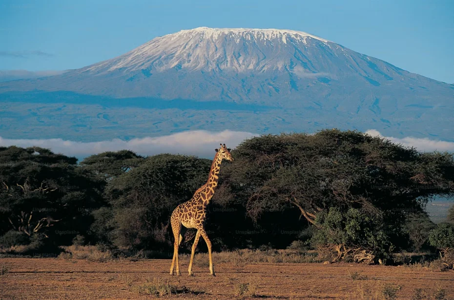 Un troupeau de gnous traversant la savane du Masai Mara au lever du soleil, au Kenya