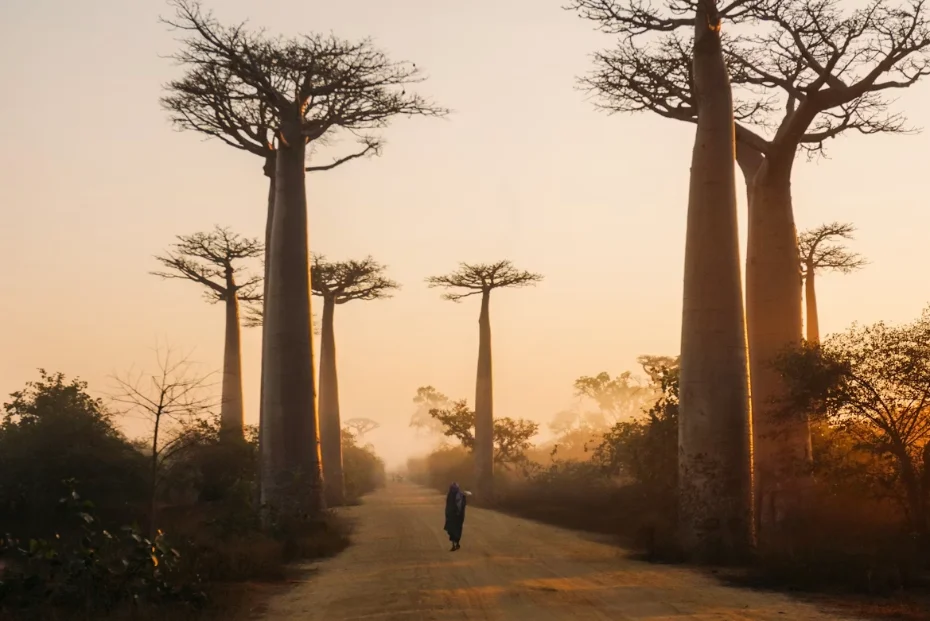 L'allée des Baobabs près de Morondava au coucher du soleil, troncs orange alignés le long d'une piste, à Madagascar