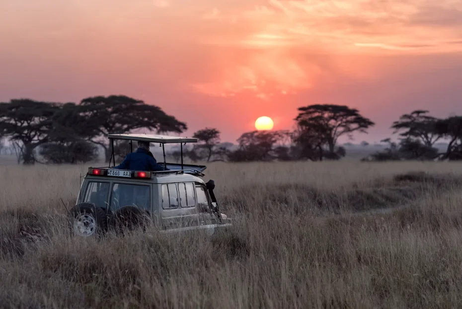 Lion sur une butte dorée du Serengeti au lever du soleil, en Tanzanie