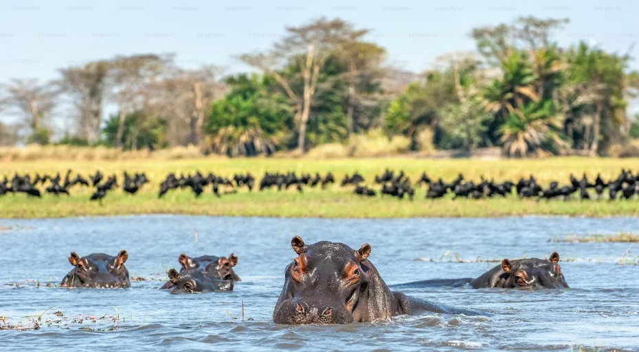 Un gorille de montagne dos argenté dans la forêt impénétrable de Bwindi, en Ouganda